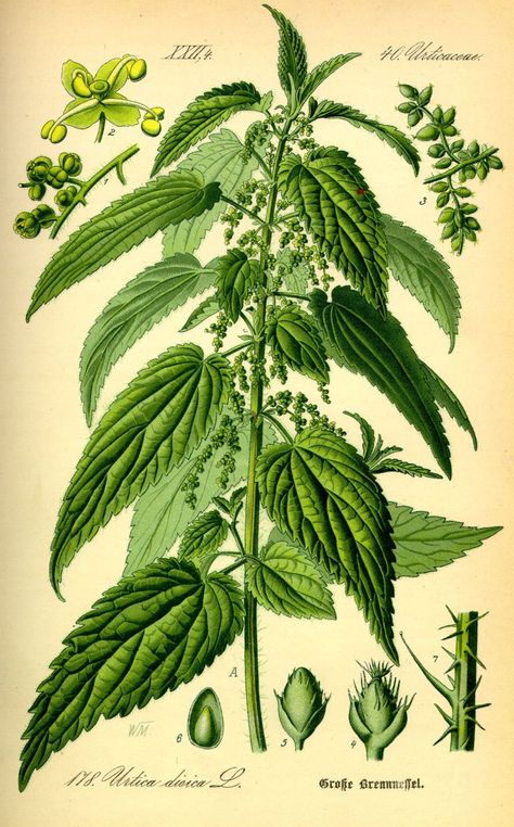 Wild Foraging, Stinging Nettle, Illustration Botanique, Aquaponics System, Wild Edibles, Herbal Infusion, Wild Food, Wild Plants, Healing Herbs