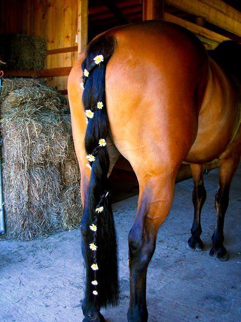 Tail Accents. Braided leather with flowers entwined...Love it! Tail Ideas, Horse Mane Braids, Horse Hair Braiding, Horse Braiding, Tail Hairstyle, Tail Braids, Horse Clipping, Horse Mane, Horse Costumes