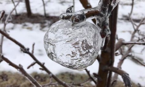 Coffin Boffin on Twitter: "GHOST APPLES The beautiful & uncanny name for when freezing rain settles on the fruit & ices over creating a frozen coating. The apple defrosts before the ice does & the rotting apple falls out of the bottom leaving its gothic icy 'ghost' behind #FolkloreThursday… https://t.co/9diitrE6NE" Michigan Trees, Pruning Apple Trees, Icy Weather, Freezing Rain, Polar Vortex, Apple Varieties, Ice Storm, West Michigan, Apple Tree