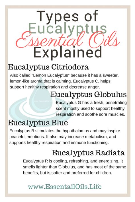 What is the difference between the different types of eucalyptus? Eucalyptus Citridora, Eucalyptus Globulus, Eucalyptus Radiata, and Eucalyptus Blue all help support respiration, but they do have some subtle differences... like helping sore muscles after a work out, increasing energy, and even inspiring peacefulness Eucalyptus Oil Uses, Benefits Of Eucalyptus, Eucalyptus Diy, Types Of Eucalyptus, Workout Soreness, Eucalyptus Radiata, Making Essential Oils, Eucalyptus Globulus, Lemon Eucalyptus