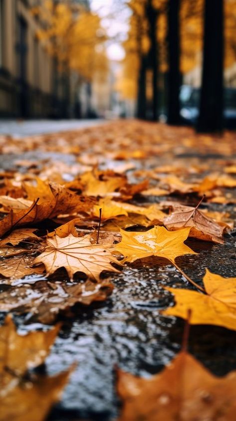 Autumn leaves fallen street plant leaf. | premium image by rawpixel.com / kanokrat ploytabtim Fall Leaves Picture Ideas, Fall Foliage Aesthetic, Autumn City Aesthetic, Autumn Trees Photography, Autumn Leaf Photography, Fall Leaves Aesthetic, Fall Leaves Pictures, Overhead Photography, Photoshoot Forest