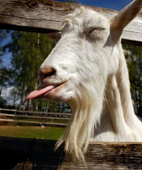 It All Started With A Goat! Funny Goat Pictures, Goat Pictures, Goat Picture, Goat Pen, Funny Goat, Goats Funny, Cute Goats, Dairy Goats, Animal Sounds