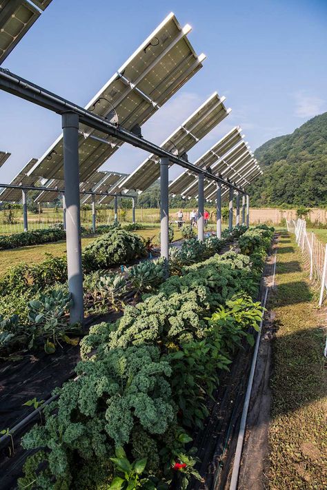 Agrivoltaics scores impressive triple win, but some food safety concerns remain - Food Safety News Growing Crops, Free Solar Panels, Solar Farm, Panel Solar, Solar Panels For Home, Solar Projects, Illustration Photo, Solar Technology, Solar Installation