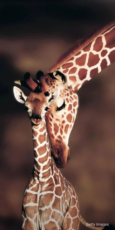 Environmental Biology, Giraffe Images, Giraffe Pictures, Wild Animals Photography, Giraffe Art, Animals Photography, Baby Animals Pictures, Nat Geo, Cute Animals Images