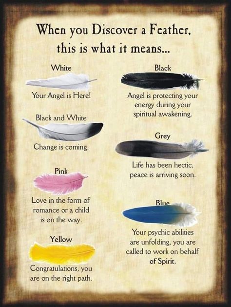 Many things can be a sign for your path. You don’t have to be a witch to believe in signs like this. This is handy to tell what the feathers can mean that we see all the time! #ad Feather Magic, Feather Meaning, Halloween Spell Book, Halloween Spells, Magia Das Ervas, Woo Woo, Wiccan Witch, Magick Spells, Wiccan Spell Book