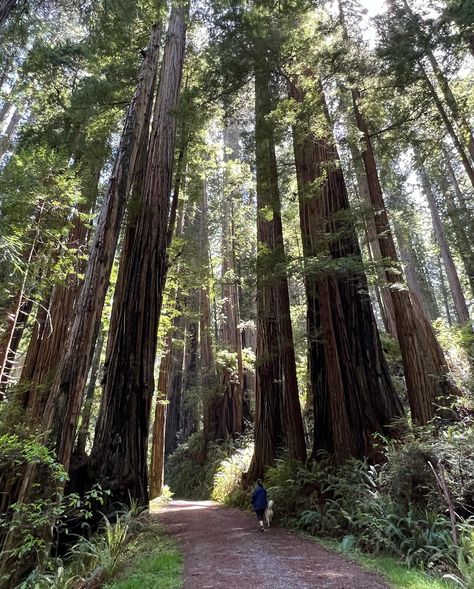 Red woods🌲 Red Woods California, Red Wood Forest, Red Woods, Wood Forest, Red Wood, Travel Locations, Gemstone Jewelry Handmade, Pretty Places, May 22