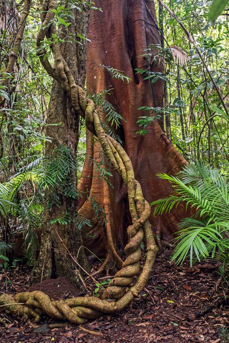 Thanks to David Clode for making this photo available freely on @unsplash 🎁 Weird Trees, Tree Pictures, Jungle Tree, Amazon Forest, Twisted Tree, Tree Images, Forest Path, Banyan Tree, Unique Trees