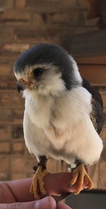 Pygmy Falcon Falcon Aesthetic, Pygmy Falcon, Animal Drawing Ideas, Proceed With Caution, Animal Drawing, Birds Of Prey, Beautiful Birds, Reptiles, So Beautiful