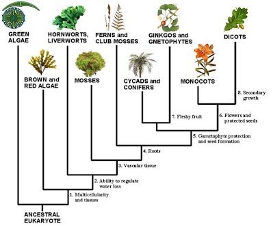 1 (17.1-17.2) Key Plant Adaptations to Life on Land - ACP Biology Project Evolution Of Plants, Paleozoic Era, Plant Adaptations, Biology Projects, Plant Kingdom, Plant Activities, Plant Study, Plant Table, Room With Plants