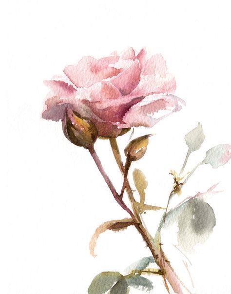 Roses Watercolour Painting, Plant Painting Art, Flower Wall Print, Rose Bush Watercolor, Rose Edin Watercolor, English Rose Watercolor, Pink Rose Watercolor Painting, Pink Rose Watercolor, Loose Watercolour