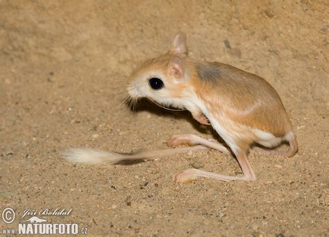 Lesser Egyptian Jerboa... Jumping Mouse, Odd Animals, Desert Biome, Coraline Aesthetic, Wildlife Pictures, Kingdom Animalia, Biome, Wildlife Photos, Nature Wildlife