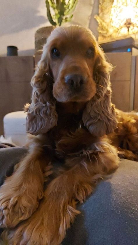 Cooker Spaniel, Blood Hound, Golden Cocker Spaniel, Fluffy Puppy, Spaniel Breeds, Gordon Setter, Heartwarming Photos, American Cocker Spaniel, Fluffy Puppies