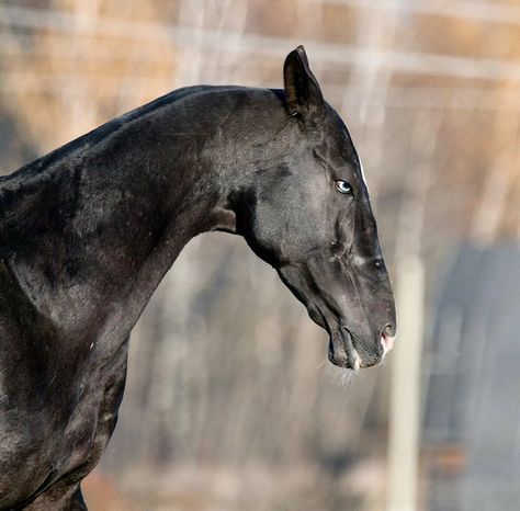 Akhal-Teke ~ TOKHTAMYSH (Khalif - Tjazegul) Owner: «GELI» Studfarm, Russia Akhal Teke Horses, Horse Anatomy, Horse Inspiration, Akhal Teke, Most Beautiful Horses, Arte Inspo, Black Horse, Pretty Horses, Horse Photography