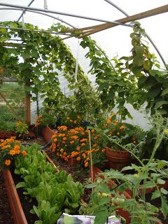 Poly Tunnel Greenhouses, Polly Tunnel, Poly Tunnel, High Tunnel, Diy Greenhouse Plans, Green Houses, Backyard Greenhouse, Greenhouse Growing, Greenhouse Plans