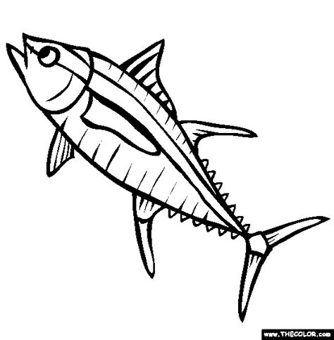 CARTOON DRAWING OF YELLOW FIN TUNA - Google Search Tuna Fish Diet, Tilapia Drawing, Catfish Drawing Sketch, Salmon Coloring Page, Catfish Coloring Page, Snakehead Fish Vector, Fish Coloring, Tuna Fishing, Fish Coloring Page