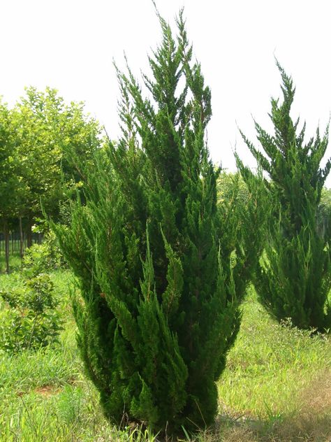 Hollywood Juniper Landscaping, Juniper Landscaping, Hollywood Juniper, Garden Scapes, German Landscape, Backyard Plans, Plant Palette, Dragon Lady, Privacy Plants