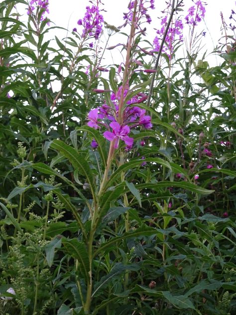 Ivan Chai (Rosebay Willowherb Tea) - The Foraging Foodie Rosebay Willowherb, Kelly Kettle, Food Foraging, Wild Food Foraging, Fermented Tea, Rose Bay, Herbal Recipes, Herb Tea, Wild Edibles