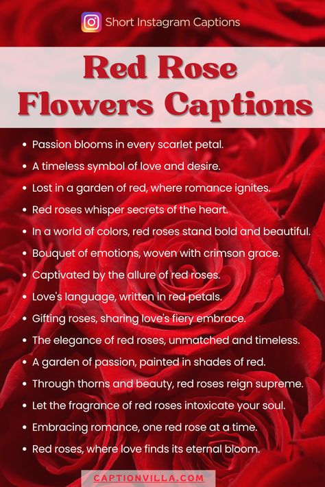 A mesmerizing red rose accompanied by a passionate Instagram caption. Rose Flower Captions For Instagram, Red Captions, Rose Captions For Instagram, Rose Captions, Captions For Instagram 2023, Flower Captions, Flower Captions For Instagram, Roses For Her, Internet Jobs