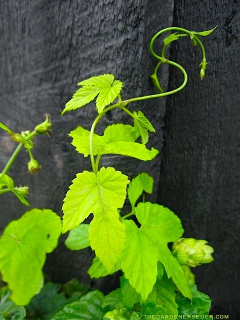 Humulus lupulus 'Aureus' - Vine Tendril - ⓒ Michaela at TGE Balcony Vines, Hops Vine, Humulus Lupulus, Deck Makeover, Vegetable Garden Diy, Daffodil Bulbs, Fragrant Plant, Backyard Diy, Garden Pictures