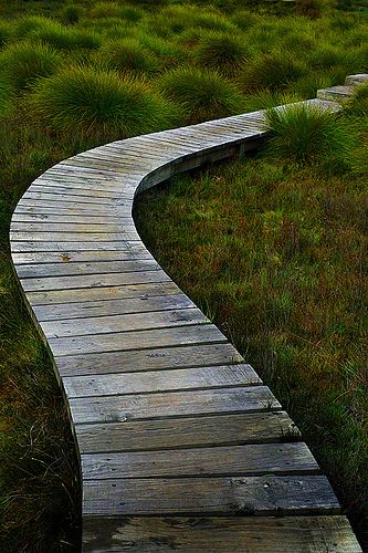 Wood Walkway, Front Yard Design, Yard Design, The Animals, Walkway, Front Yard, Hallway, Front Door, Arch