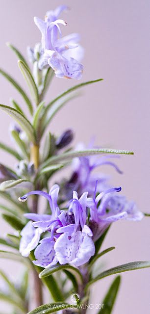 Rosemary Flower, Tattoo Plant, Healing Plants, Rosmarinus Officinalis, Language Of Flowers, Deck Garden, Lemon Balm, Cloth Material, Edible Flowers