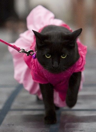 Poor black kitty Cat Dressed Up, Photos With Dog, Image Chat, A Black Cat, Cat Fashion, Pet Photography, Outfits Black, Modern Photography, Photography Gallery