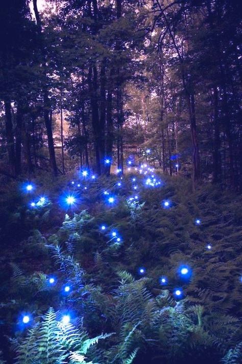 Faeries of the Faerie Realm .... Faerie Core, Lighting Bugs, Faery Art, Download Anime, Firefly Lights, Moody Art, Galaxy Pictures, Cute Photography, Fantasy Aesthetic