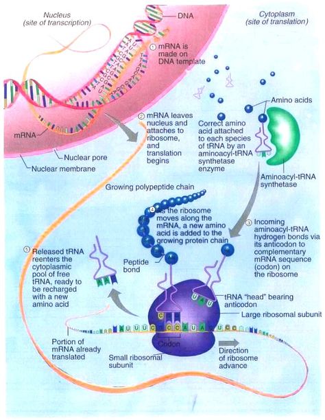 Protein Synthesis Poster, Protein Synthesis Diagram, Protein Synthesis Notes, Dna Transcription And Translation, Dna Transcription, College Biology, Biology Teaching, Anaerobic Respiration, Nuclear Membrane