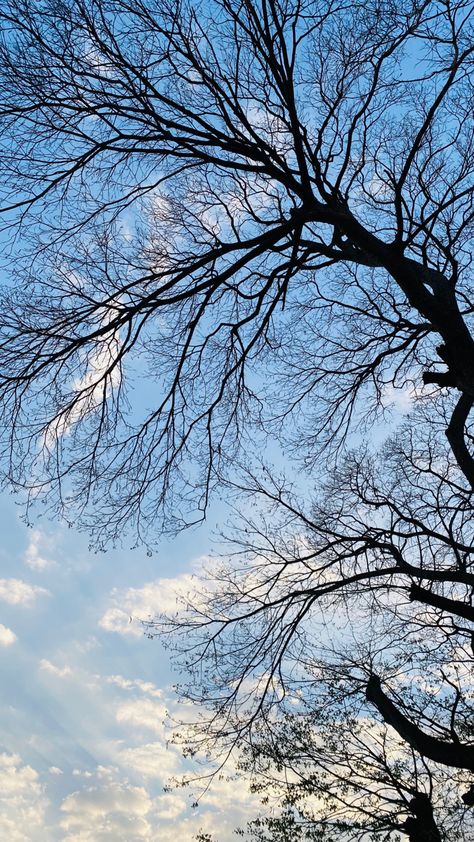 Instagram Story Sky Ideas, Aesthetic Weather Pictures, Profile Picture Nature, Blue Sky Photography Nature, Weather Snap, Tree Snap, Night Sky Photography, Sky Photography Nature, Fotografi Vintage