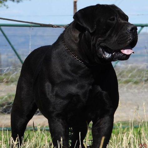 Boerboel Magazine on Instagram: “Black Beast! 🦍 . Follow @boerboelmagazine Follow @boerboelmagazine Follow @boerboelmagazine . #boerboel #boerboels #boerboelsofinstagram…” Black Boerboel, Boerboel Mastiff, Boerboel Dog, South African Mastiff, African Boerboel, Strong Dogs, Pitbull Dog Breed, Kangal Dog, Protective Dogs