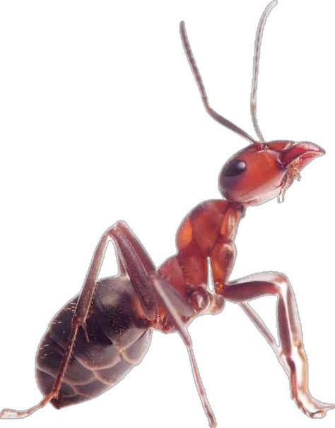 Red Ant, Ant Colony, Rid Of Ants, Get Rid Of Ants, Best Pest Control, Essential Oil Benefits, Insect Control, Creepy Crawlies, Insect Art