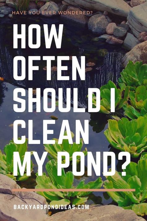 cleaning-backyard-pond Cleaning Backyard, Plastic Pond, Swim Pond, Backyard Pond Ideas, Lilly Pond, Pond Cleaning, Pond Maintenance, Backyard Pond, Outdoor Water Features