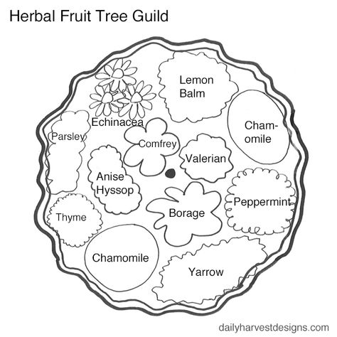 How to Design Your Super Useful Fruit Tree Guild — Daily Harvest Designs, LLC Fruit Trees Garden Design, Fruit Tree Guild, Plant Guilds, Tree Guild, Tree Garden Design, Planting Fruit Trees, Fruit Tree Garden, Orchard Design, Food Forest Garden