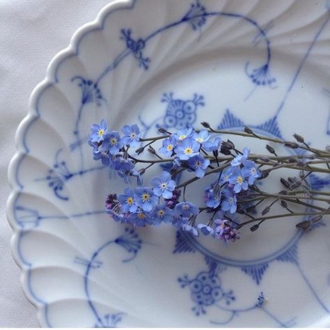 Forget Me Nots Flowers, Forget Me Not Blue, Flower Cottage, Blue Cottage, Blue And White China, Periwinkle Blue, Love Blue, White Decor, Forget Me Not