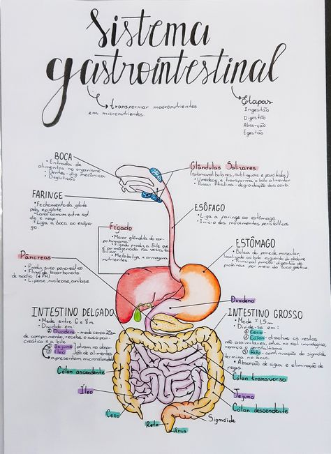 #sistemagastrointestinal #sistemadigestório #sistemadigestivo #tubogástrico #tubodigestivo #estudos #mapamental #anatomia #fisiologia #enfermagem Sistem Pencernaan, Medicine Notes, Nurse Study Notes, Med School Motivation, Biology Facts, Medical Student Study, Study Flashcards, Biology Lessons, Medical School Motivation