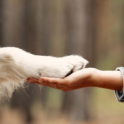 Together, hand in paw, we have the power to create a brighter future for our planet and all who live on it. Let's continue the mission inspired by Earth Day by finding ways to give back. By taking action, we can create positive change and make a difference for generations to come! . . . #nonprofits #charitygiftcards #earthday #charitablegiving Dog Photography Outdoor, Family Dog Photos, Dog Photoshoot Pet Photography, Dog Photography Poses, Dog Emotions, The Symbiotic Relationship Between, Dog Foto, Animal Photoshoot, Dog Yard