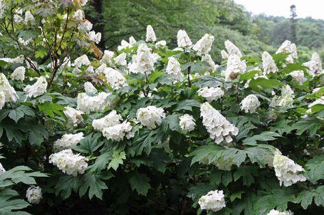 The brilliant white flowers of Snow Queen (Flemygea) oakleaf hydrangea will brighten any summer garden, day or night. Hydrangea Aspera, Pruning Hydrangeas, Fast Growing Shrubs, Hydrangea Shrub, Long Blooming Perennials, Hydrangea Quercifolia, Oakleaf Hydrangea, Hydrangea Care, Growing Hydrangeas