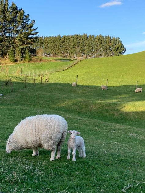 #lamb #sheep #baby #spring #farm Sheep On Farm, Irish Farm Aesthetic, Sheep Farm Aesthetic, Sheep Homestead, Farming Sheep, Sheep Aesthetic, Lamb Aesthetic, Homesteading Aesthetic, Sheep Shelter