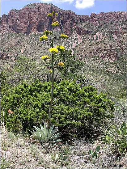 Agave Havardiana, Desert Paintings, Desert Tattoo, Century Plant, Desert Painting, Desert Plants, Big Bend, Succulent Plants, Rock Garden