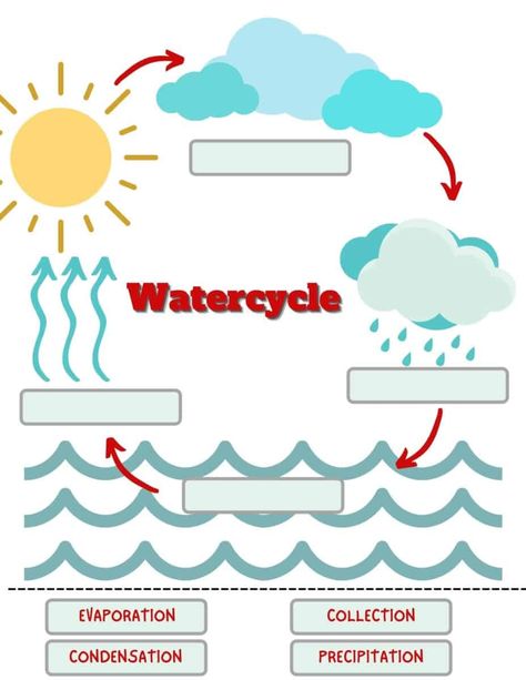 Water Cycle Project Kids, The Water Cycle For Kids, Save Water Activities For Kids, Sources Of Water For Kids Chart, Rain Cycle Worksheet, The Water Cycle Worksheet, Water Cycle Activity, The Water Cycle Anchor Chart, Water Cycle Model