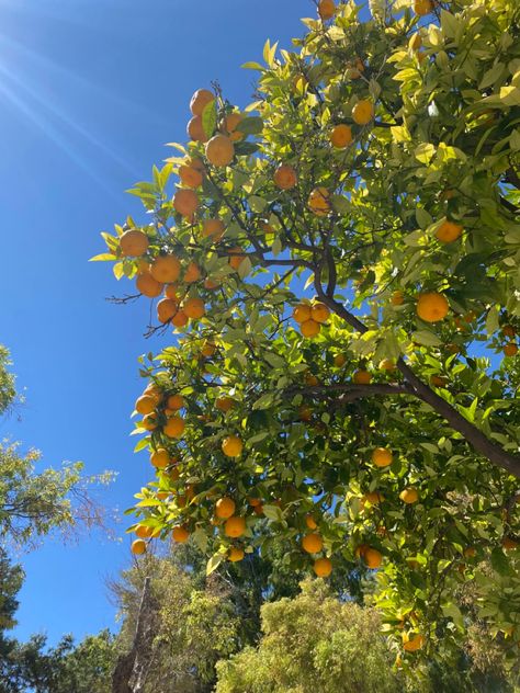 Orchard Backyard, Greece Garden, Garden Orchard, Backyard Nature, Vacation Greece, Lemon Tree, Greece, Lemon, Trees