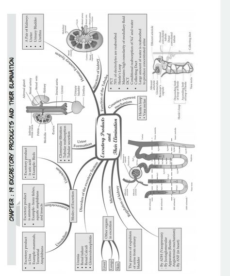 Excretion Excretion Biology Notes, Excretion Notes, Igcse Biology, Life Science Middle School, Med School Study, Neet Notes, Biology Diagrams, Science Diagrams, Concept Maps