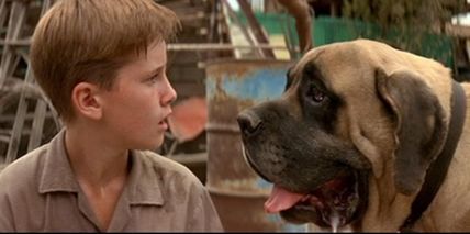 Beast from The Sandlot Sandlot Dog, Cinema 21, Sandlot, The Sandlot, English Mastiff, Really Cute Dogs, Dog Biting, Oldies But Goodies, 20th Century Fox