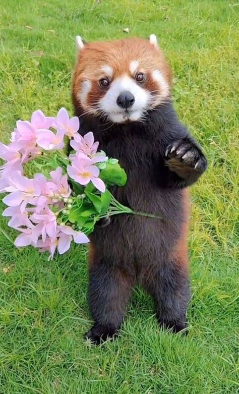 Red Panda Cute, Red Panda Baby, Cute Animals Images, Cute Animal Photos, Red Panda, Weird Animals, Cute Panda, Cute Creatures, Drawing Challenge