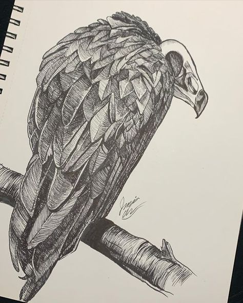 Vulture Drawing Sketches, Vulture Tattoo Design, Vulture Painting, Vulture Drawing, Vulture Illustration, Cartoon Vulture, Vulture Skull, Vulture Tattoo, Hr Giger Art