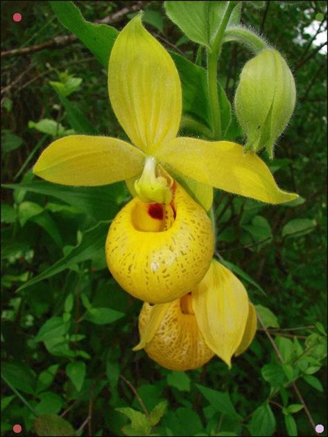 Lady Slipper Orchid (Cypripedium irapeanum) Mexico Slipper Orchid, Lady Slipper Orchid, Lady Slipper, Yellow Orchid, Rare Orchids, Unusual Plants, Unusual Flowers, Wild Orchid, Beautiful Orchids