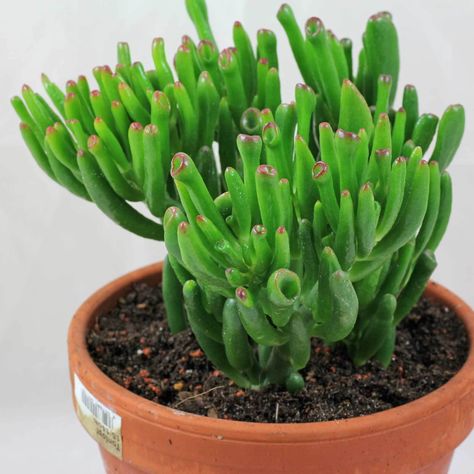 10 Best Indoor, Low-Light Succulents Low Light Succulents, Succulent Outdoor, Propagating Succulents, Crassula Ovata, Low Light Plants, Succulent Gardening, Succulents Indoor, Succulent Care, Jade Plants