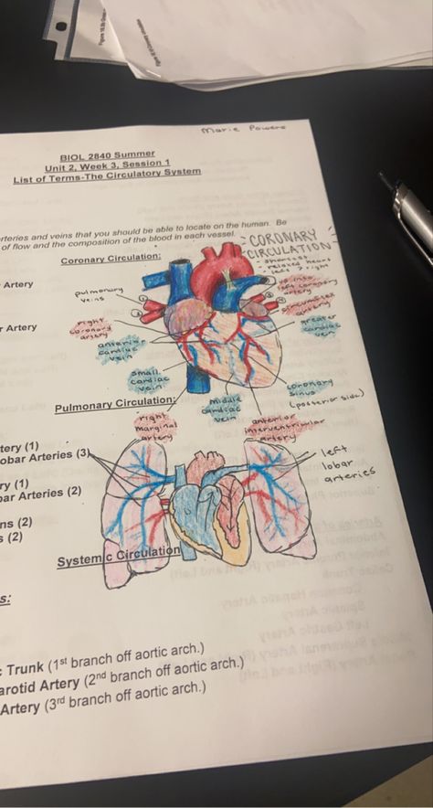 carsiovascular circulation physiology and anatomy notes drawing aesthetic Cardio Surgeon Aesthetic Wallpaper, Cardiothoracic Aesthetic, Circulatory System Notes Aesthetic, Peds Surgeon Aesthetic, Cardio Surgeon Aesthetic, Cardiologist Aesthetic Wallpaper, Cardiovascular Technologist Aesthetic, Physiology Aesthetic, Cardiovascular Surgeon Aesthetic