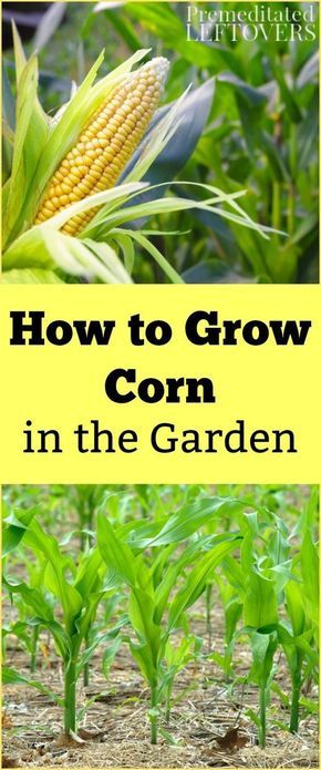 How To Plant Corn, Growing Sweet Corn, Grow Corn, Gemüseanbau In Kübeln, Compost Container, Harvest Corn, Growing Corn, Corn Seed, Corn Plant