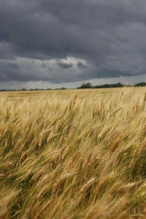 Rain Storm, Grass Field, Open Sky, Wheat Fields, Storm Clouds, Green Landscape, Wild Nature, High Fantasy, Dark Skies